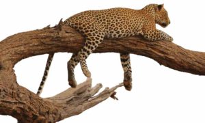 Kenya |SintekPlus Sayı 11